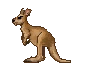 kangaroo